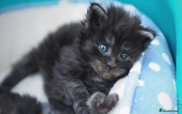 Maine Coon cats for sale: FULL Mainecoon kittens  - Image 21