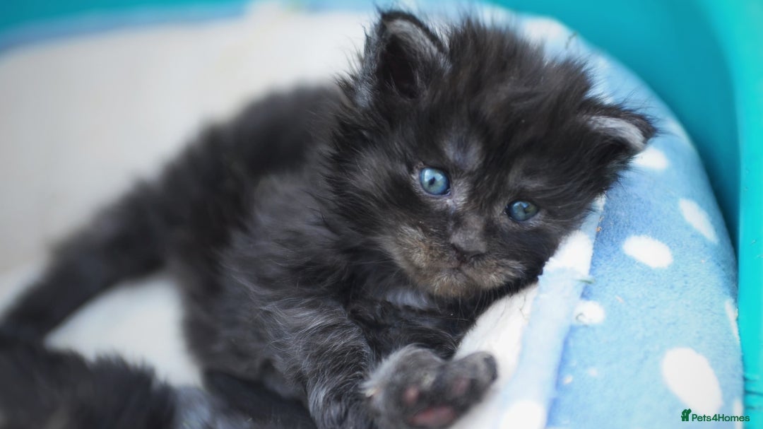 Maine Coon cats for sale: FULL Mainecoon kittens  - Image 21