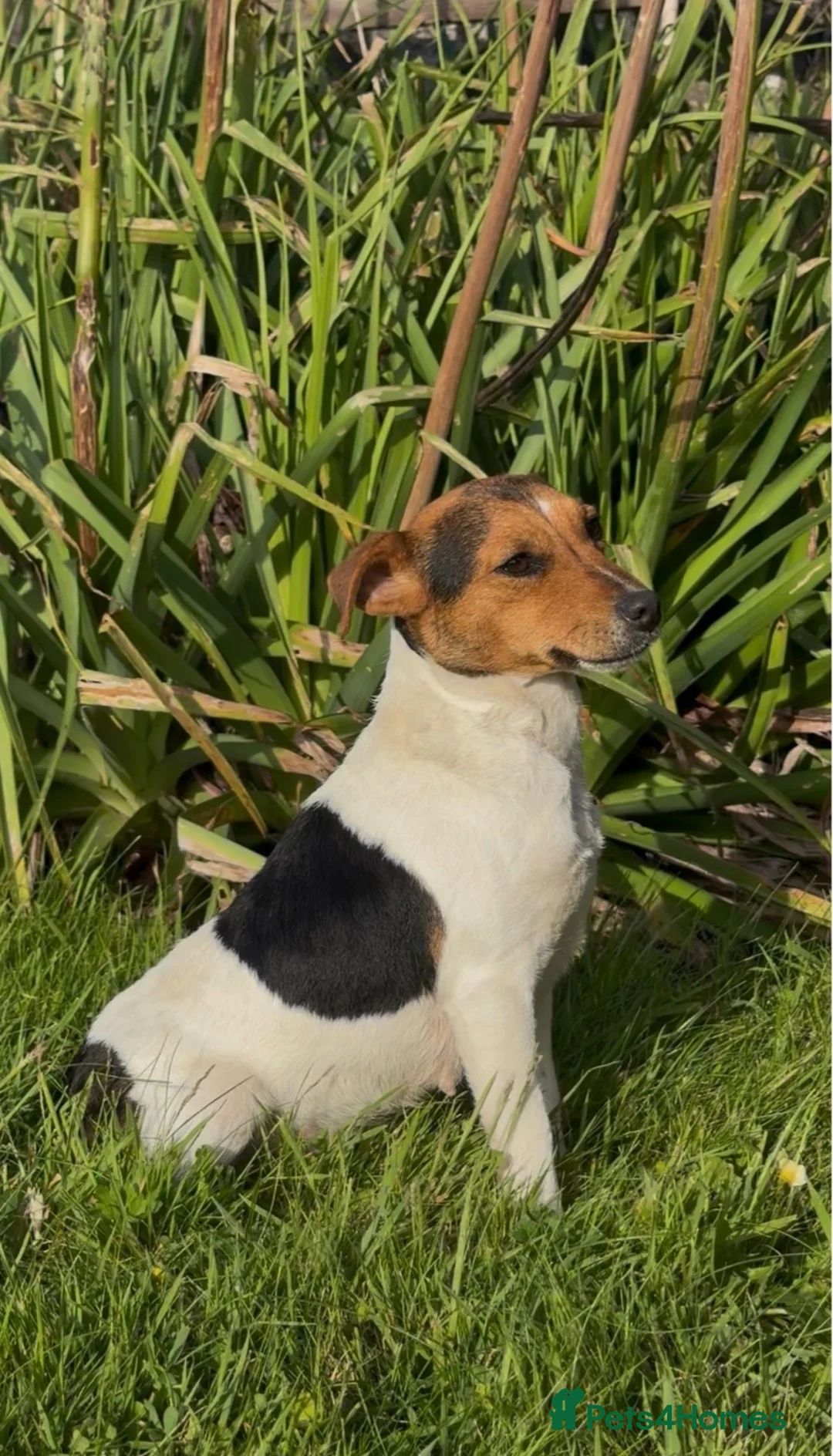 Jack Russell dogs for sale: Lilly - Jack Russel  - Advert 4
