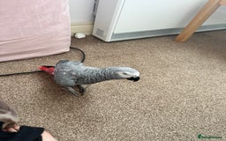 Parrots birds for sale: TAME AFRICAN GREY PARROT  - Image 1