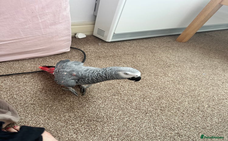 Parrots birds - Advert 1