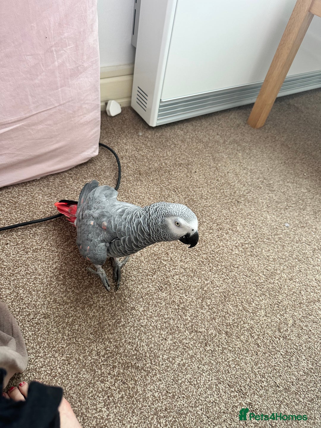 Parrots birds for sale: TAME AFRICAN GREY PARROT  - Image 1