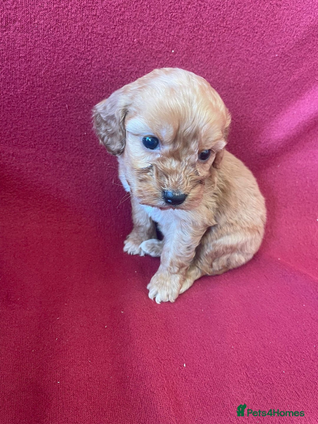 Cockapoo dogs for sale: F1 Cockapoo puppies  - Advert 8