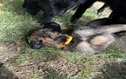 German Shepherd dogs for sale: German shepherd puppies ready to leave now - Image 9