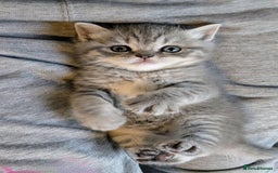 Scottish Fold cats for sale: TICA Reg. Pedigree Scottish Fold/Straight kittens  - Image 10