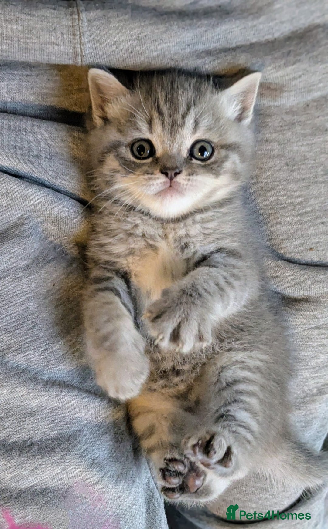 Scottish Fold cats for sale: TICA Reg. Pedigree Scottish Fold/Straight kittens  - Image 10