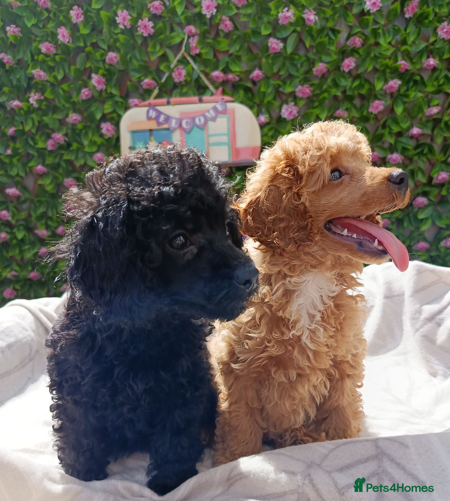 Toy Poodle dogs READY NOW HEALTH TSD TOY POODLES KC REG  - Advert 1