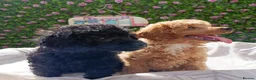 Toy Poodle dogs for sale: READY NOW HEALTH TESTED TOY POODLES KC REG  - Advert 5