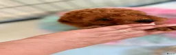 Toy Poodle dogs for sale: Asian Toy Poodle  - Advert 16