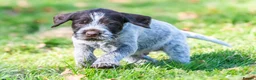 German Wirehaired Pointer dogs for sale: HEALTH CHECKED + 1ST VACC GIVEN. KC REG GWP PUPS - Advert 5