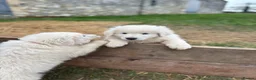 Maremma Sheepdog dogs for sale: Maremma sheepdog puppies - Advert 10