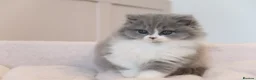 British Longhair cats for sale: PEDIGREE British Longhair kittens - Advert 23