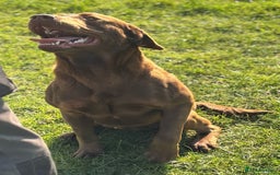 Labrador Retriever dogs for sale: 8 gorgeous chocolate/yellow girl & boy lab pups  - Image 24