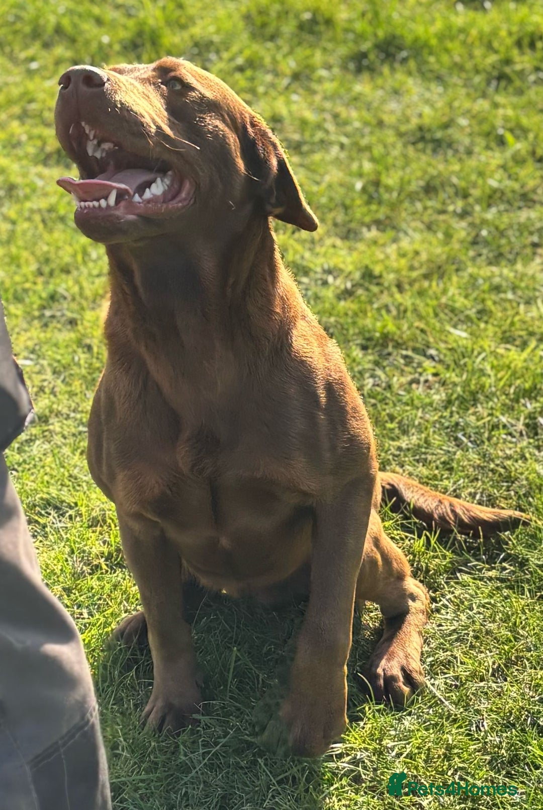 Labrador Retriever dogs for sale: 8 gorgeous chocolate/yellow girl & boy lab pups  - Image 24
