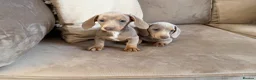 Miniature Dachshund dogs for sale: Sweethearts looking for forever families 🐶 - Advert 3