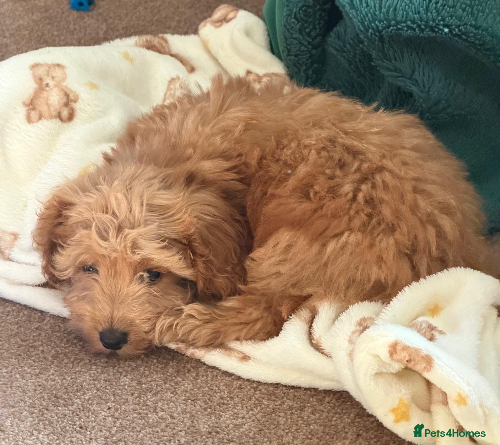 Cockapoo dogs Stunning toy F1 cockapoo    - Advert 2