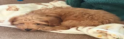 Cockapoo dogs for sale: Stunning toy F1 cockapoo    - Advert 2