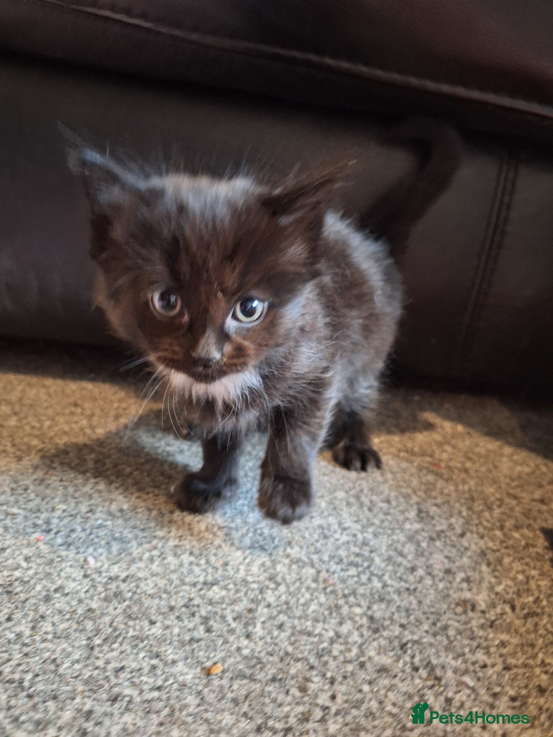 Mixed Breed cats for sale: Mix breed kittens, 1/4 ragdoll  - Advert 3