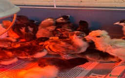 Chickens poultry for sale: Chicks polish silkies Pekin Brahma chickens  - Image 9