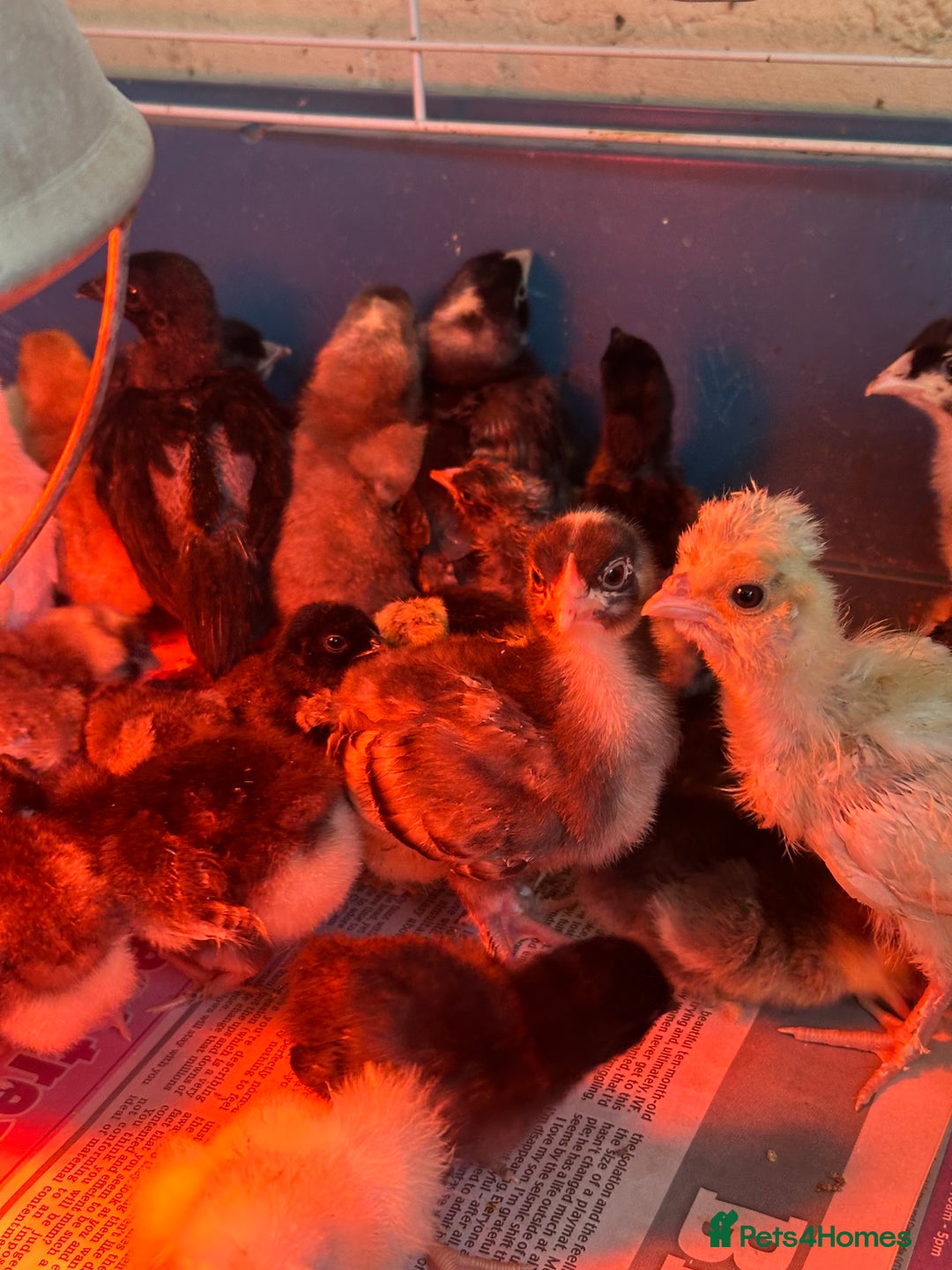 Chickens poultry for sale: Chicks polish silkies Pekin Brahma chickens  - Image 9
