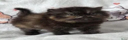 Persian cats for sale: Persian Kittens - Advert 8