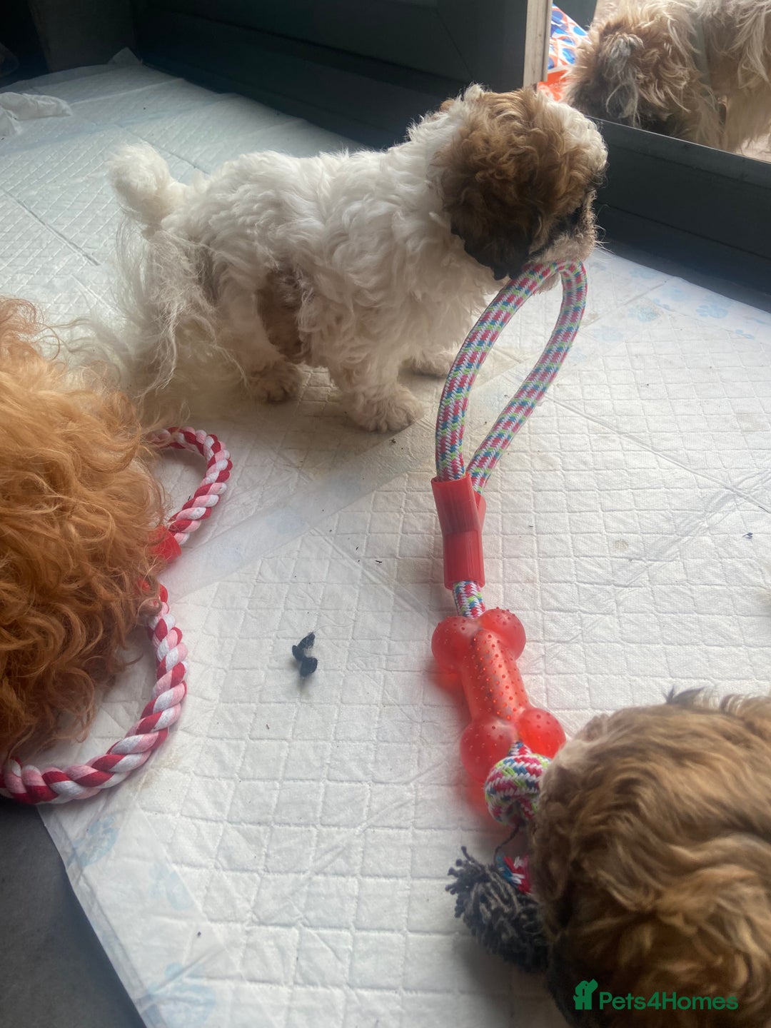 Shih Tzu dogs for sale: 1 beautiful shihtzu puppy  - Image 7