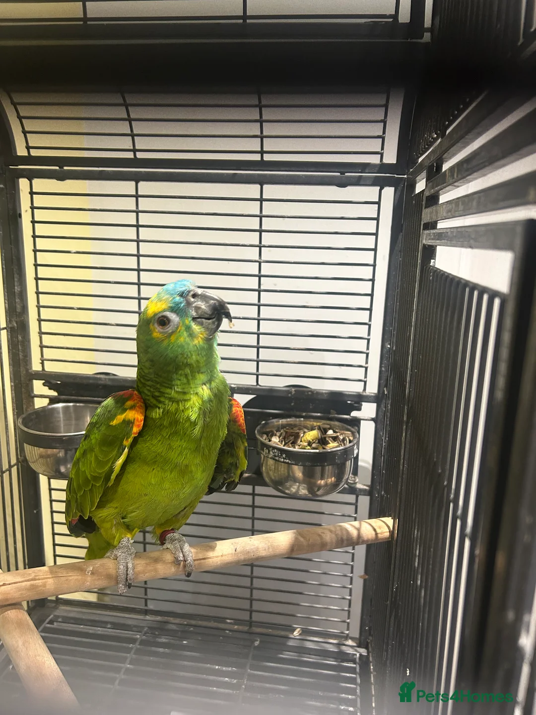 Parrots birds for sale: Amazon parrot  - Advert 1