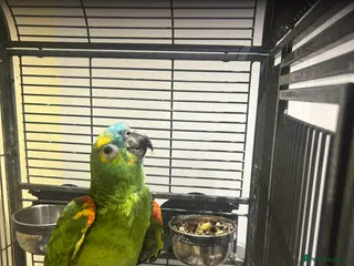 Parrots birds Amazon parrot - Advert 1