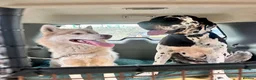 Siberian Husky dogs for sale: Farley - Advert 3