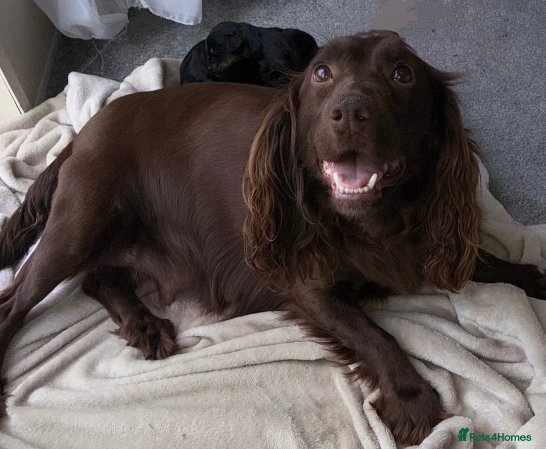 Cocker Spaniel dogs for sale: 🤎Show cocker spaniels🤎 - Image 12