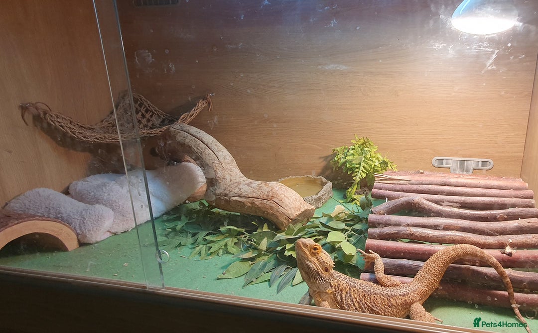 Bearded Dragon reptiles for sale: Bearded Dragon, beautiful female 3yrs old - Advert 3