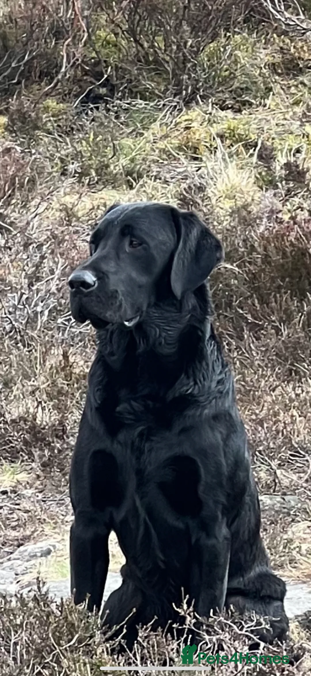 Labrador Retriever dogs for sale: Traditional old type , FTW sired working Labradors in Newark - Advert 11