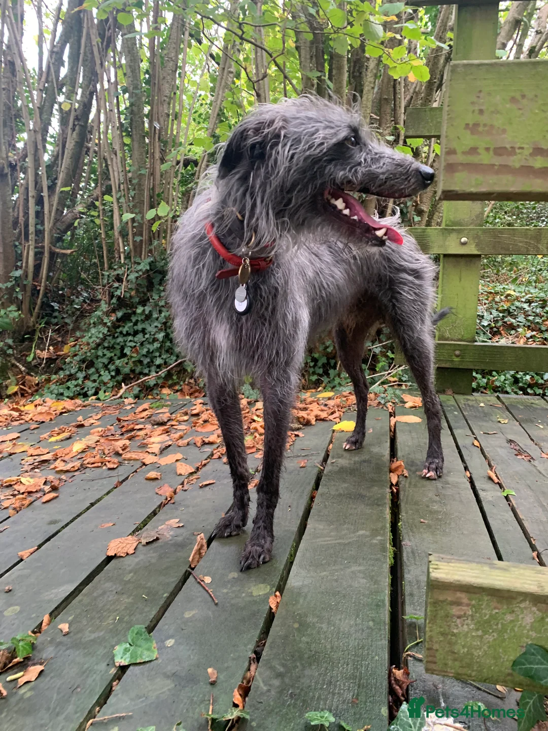 Lurcher dogs for stud: Well proven lurcher available for Stud in Chippenham - Advert 9