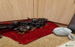 Miniature Dachshund dogs for sale: Black grey dapple, Black Tan miniature dachshund - Image 6