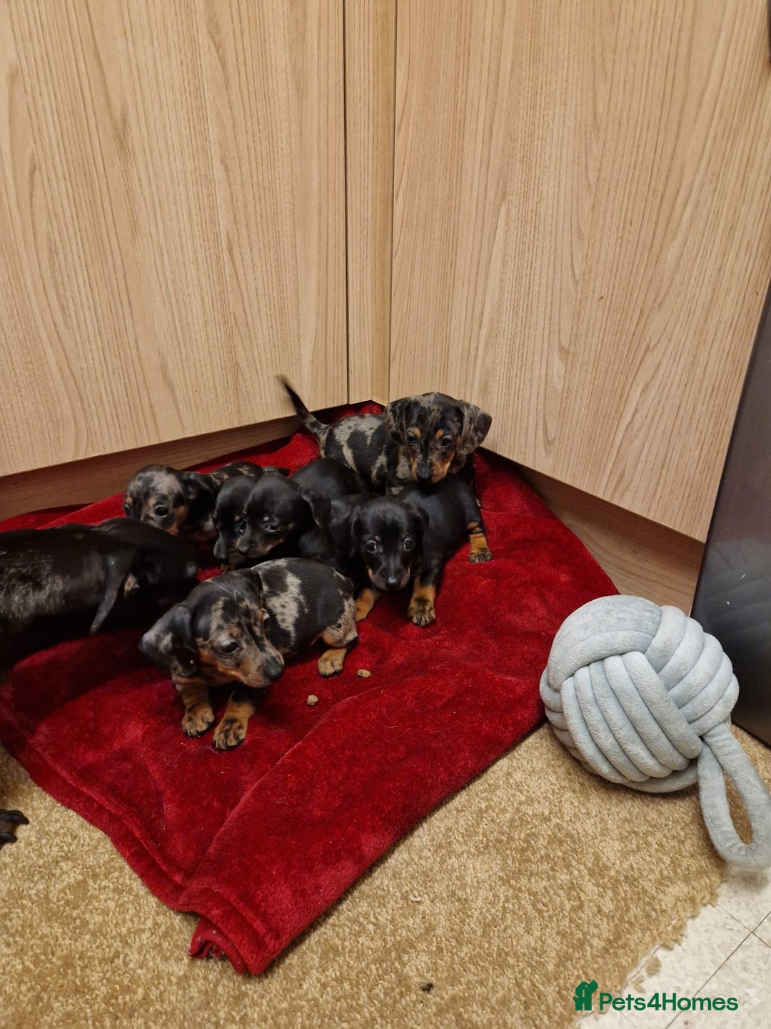 Miniature Dachshund dogs for sale: Black grey dapple, Black Tan miniature dachshund - Image 6