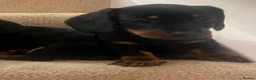 Miniature Dachshund dogs for sale: Miniature dachshund puppies  - Advert 6