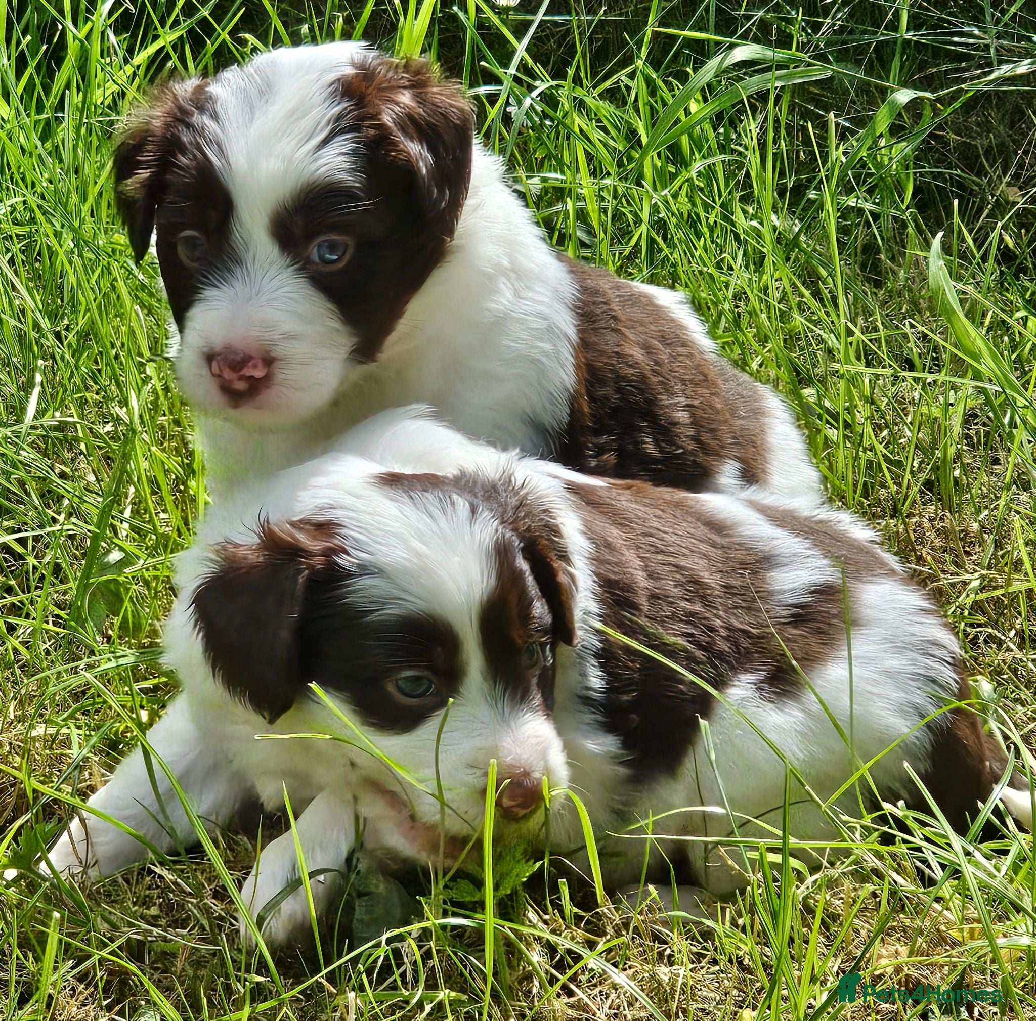 Mixed Breed dogs Handsome Black/white and brown/white boy puppies - Advert 2