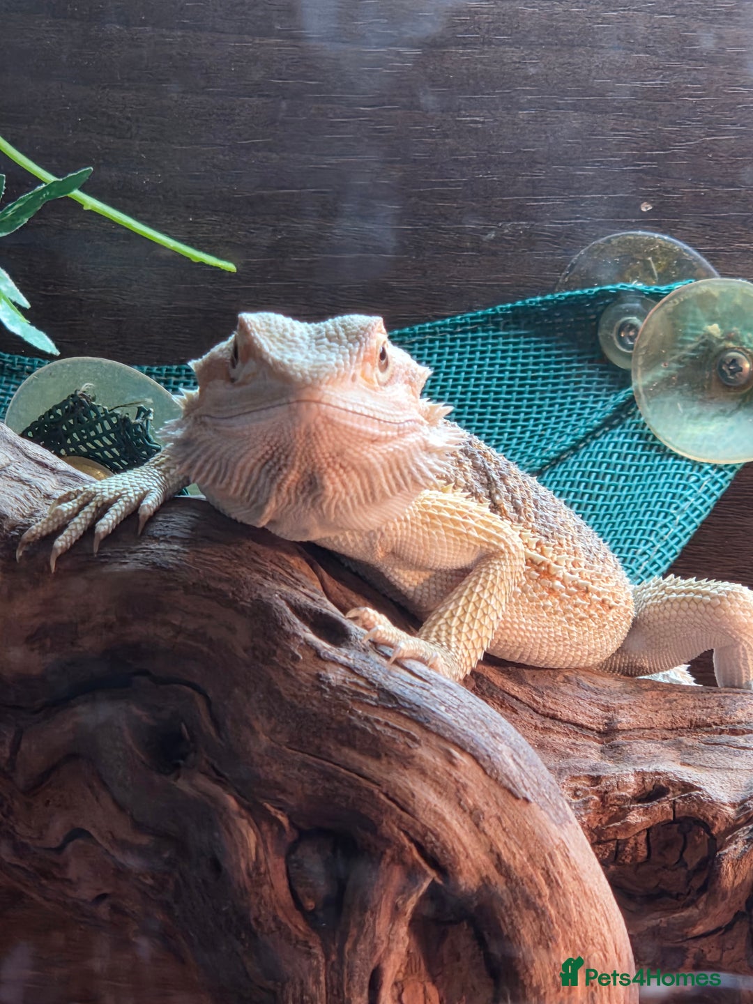 Bearded Dragon reptiles for sale: Juvenile bearded dragon - Image 4