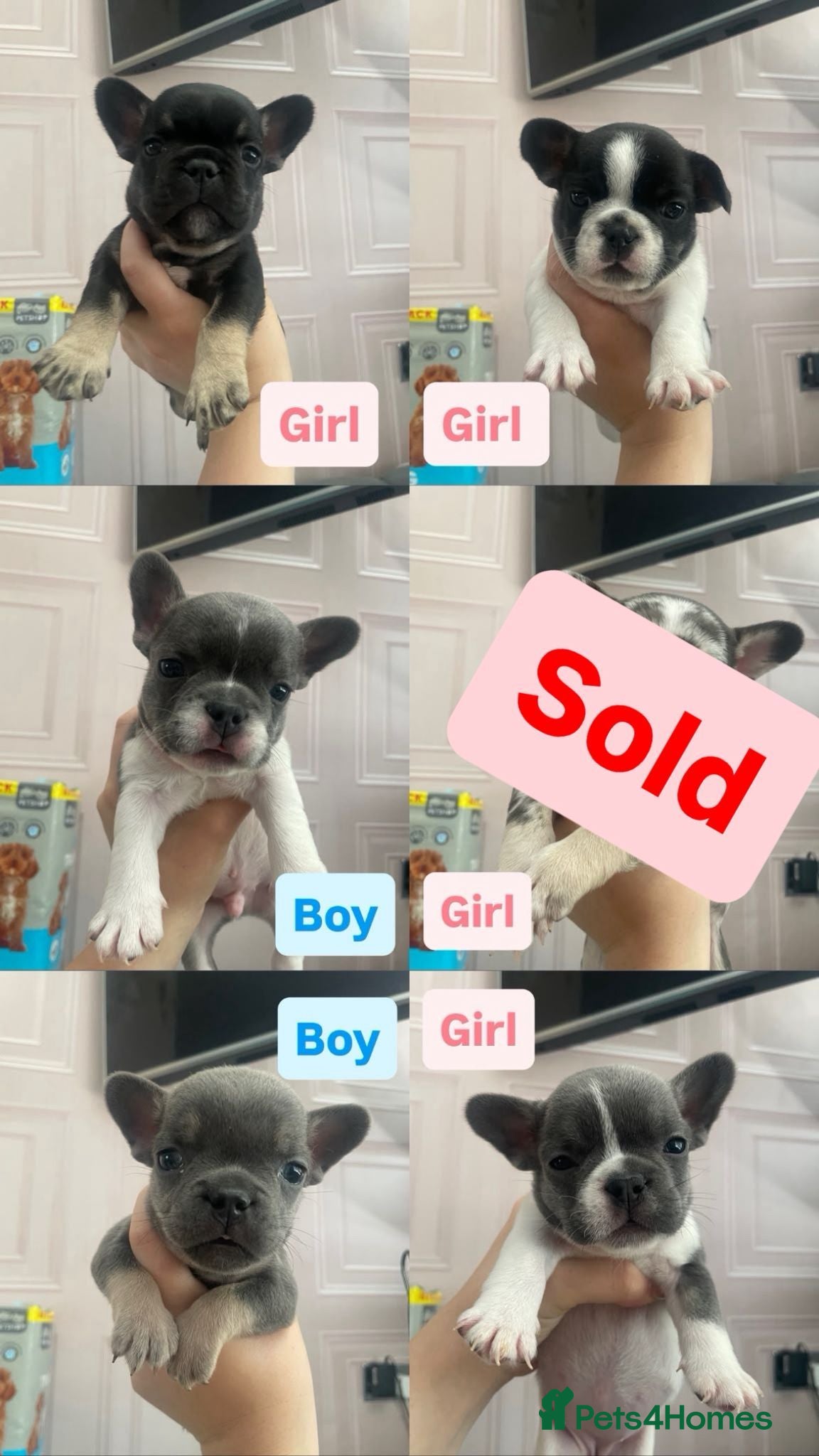 French Bulldog dogs French bulldog puppy 8 weeks boys and girls - Advert 2