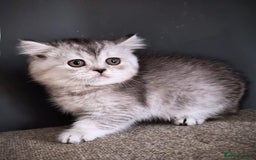 Scottish Fold cats for sale: 💙🩷LAST 2 SCOTTISH KITTENS ✅️TICA reg - Image 9