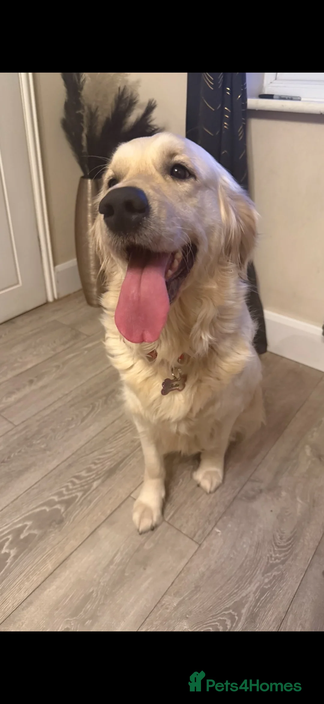Golden Retriever dogs for sale: golden retriever bitch. READ FULL ADVErt  - Advert 6