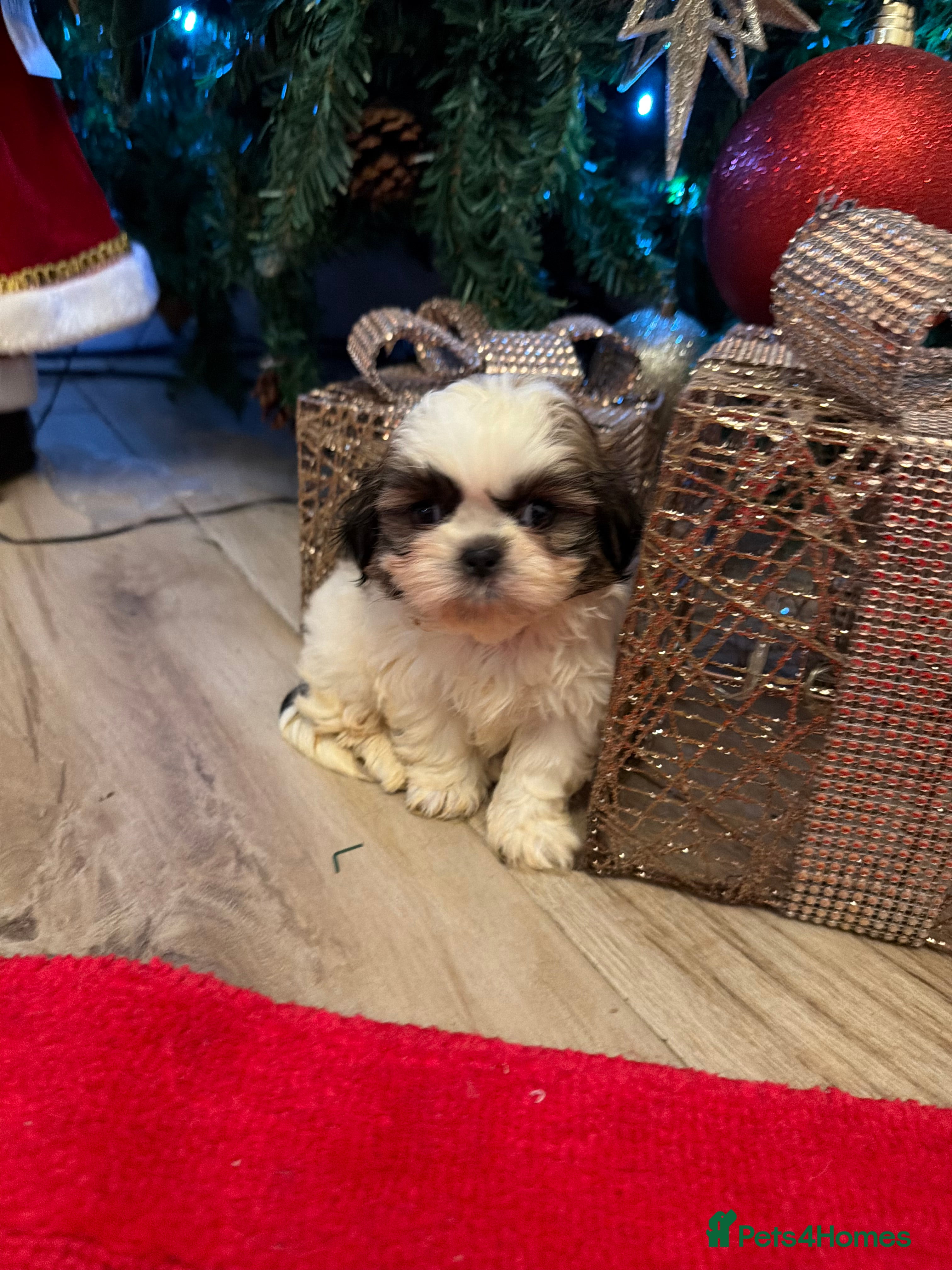 Shih Tzu dogs Incredible imperial shih tzu puppies - Advert 18