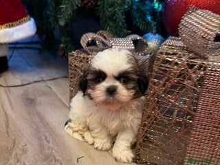 Shih Tzu dogs Incredible imperial shih tzu puppies - Advert 10