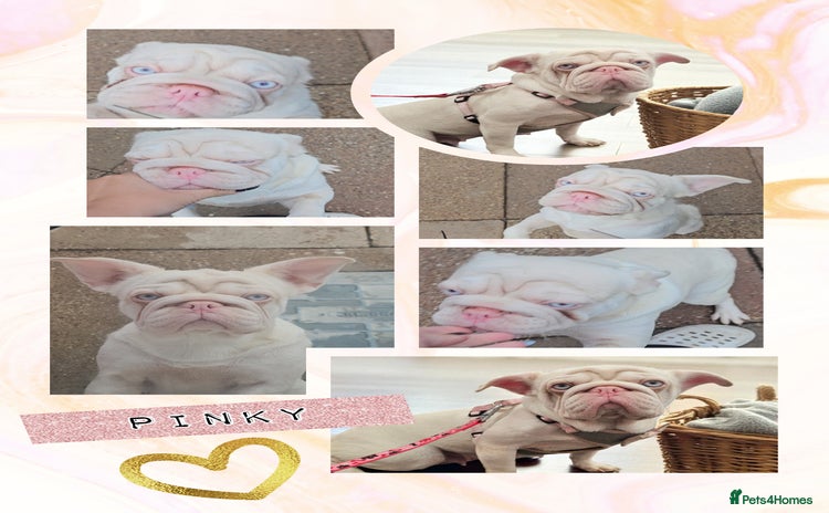 French Bulldog dogs - Advert 4