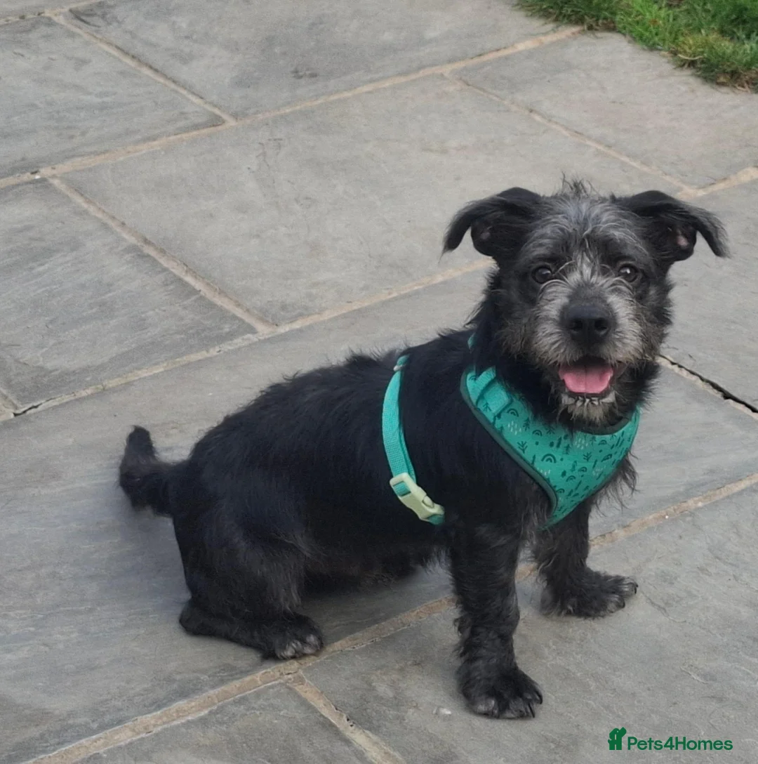Mixed Breed dogs for adoption: Gorgeous Puppy For Adoption - Advert 3