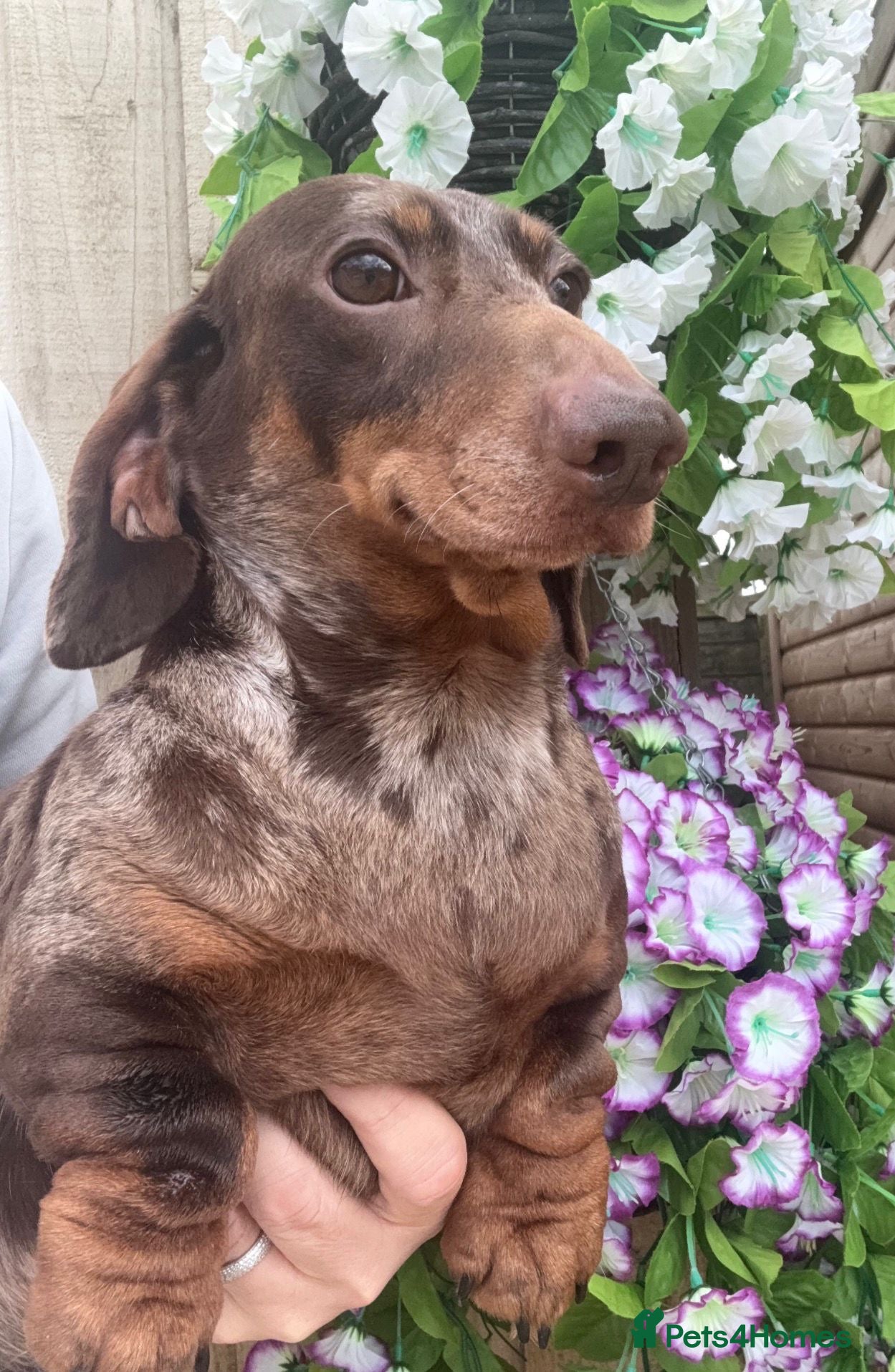 Miniature Dachshund dogs Meet Archie, the KC Chocolate Dapple Hunk - Advert 2