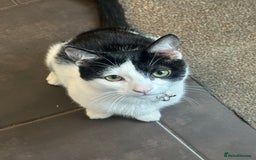 British Shorthair cats for sale: 2 Male kittens available  - Image 3