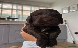 Cocker Spaniel dogs for sale: KC Registered Working Cocker Spaniels  - Image 6