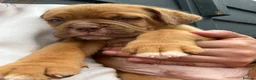 Dogue De Bordeaux dogs for sale: Dogue de Bordeaux 🐶 last 4 remaining 💙💙🩷🩷 - Advert 10