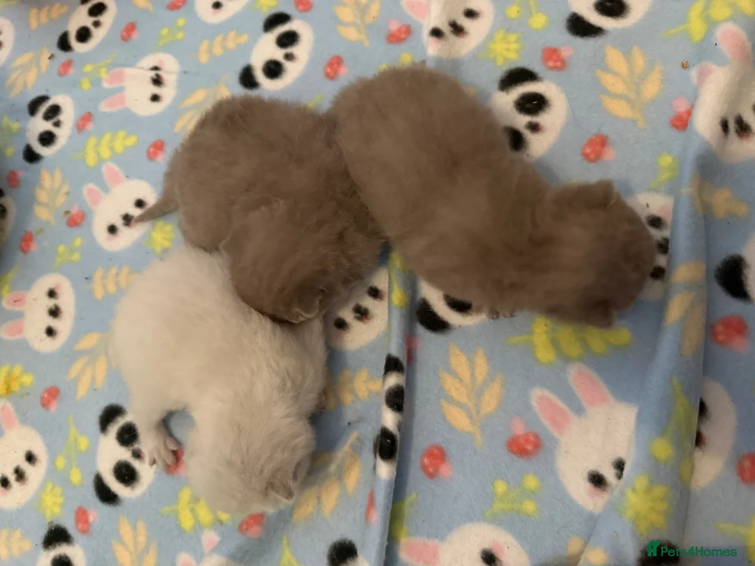 British Shorthair cats for sale: British shothair cute kittens  - Advert 2